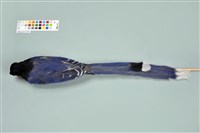 臺灣藍鵲藏品圖，第12張